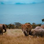 An elephant family gathers on the grassy Amboseli plains, with hazy hills in the background, the kind of sighting that works for every generation on a safari