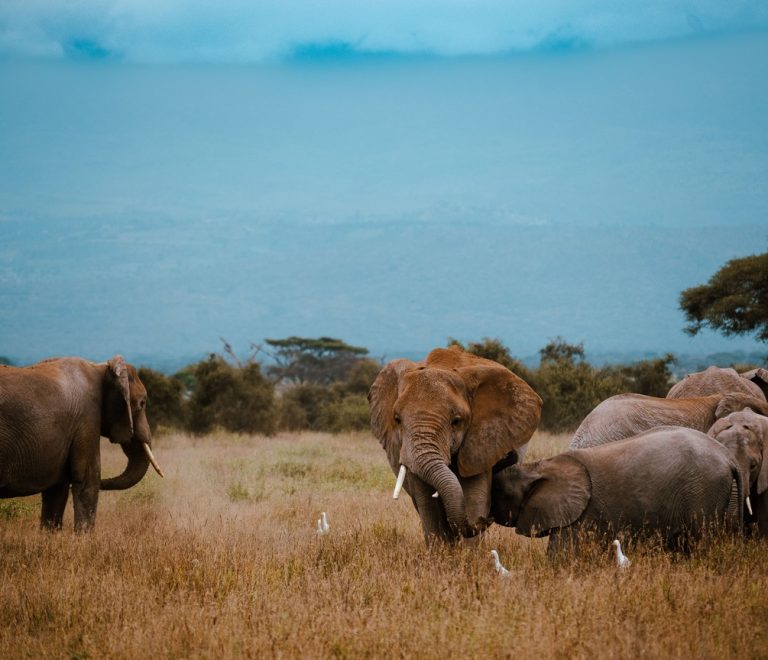 An elephant family gathers on the grassy Amboseli plains, with hazy hills in the background, the kind of sighting that works for every generation on a safari