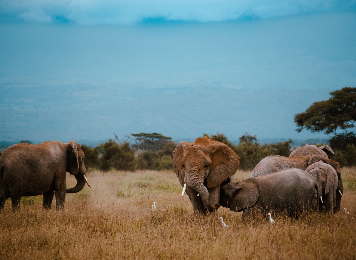 An elephant family gathers on the grassy Amboseli plains, with hazy hills in the background, the kind of sighting that works for every generation on a safari