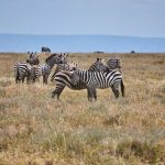 Lush green plains in the Maasai Mara after light rain, zebra grazing under a dramatic cloudy sky