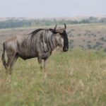 Kenya Green Season Vs Dry Season Masai Mara