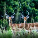 A pair of impala standing alert in the grass of the Maasai Mara, the kind of quick, high-density wildlife sighting a short mini-moon safari can still deliver