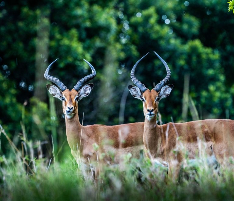 A pair of impala standing alert in the grass of the Maasai Mara, the kind of quick, high-density wildlife sighting a short mini-moon safari can still deliver
