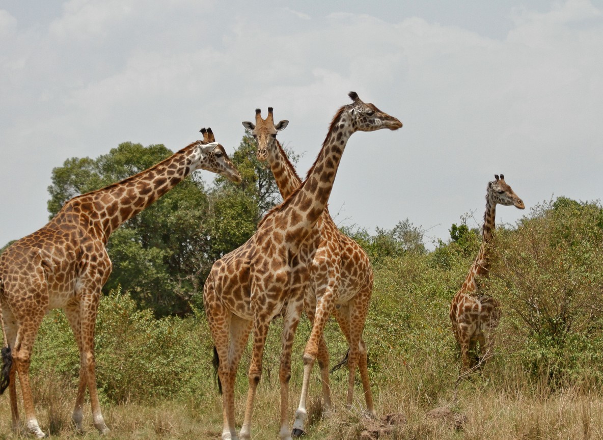A small tower of giraffe browsing in the Maasai Mara bush, the kind of sighting couples get on even a short three-night safari