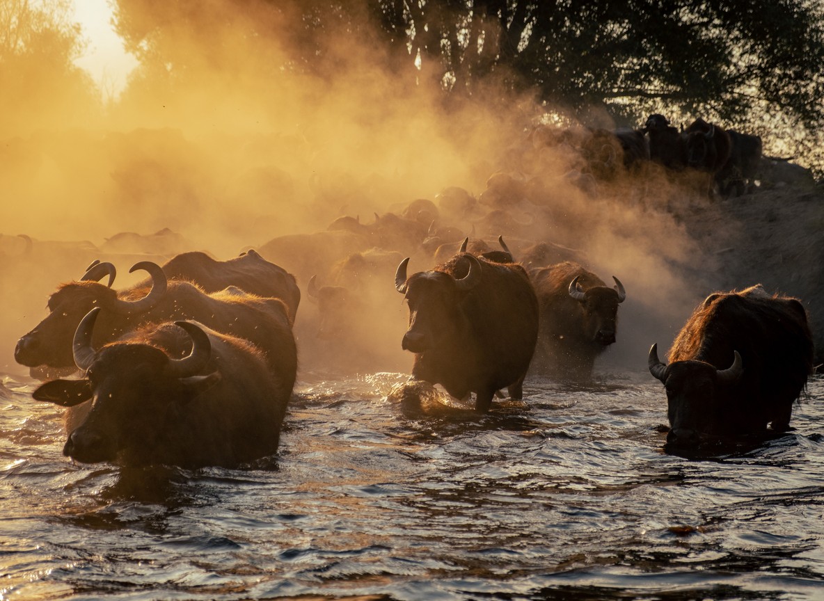 Wildebeest herds crossing the Mara River during peak migration season