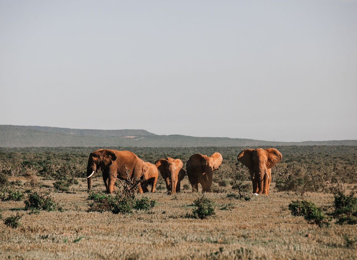 Elephants crossing the Amboseli plains with Mount Kilimanjaro in the background