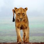 A lioness and two cubs resting in golden savanna grass with acacia trees in the background