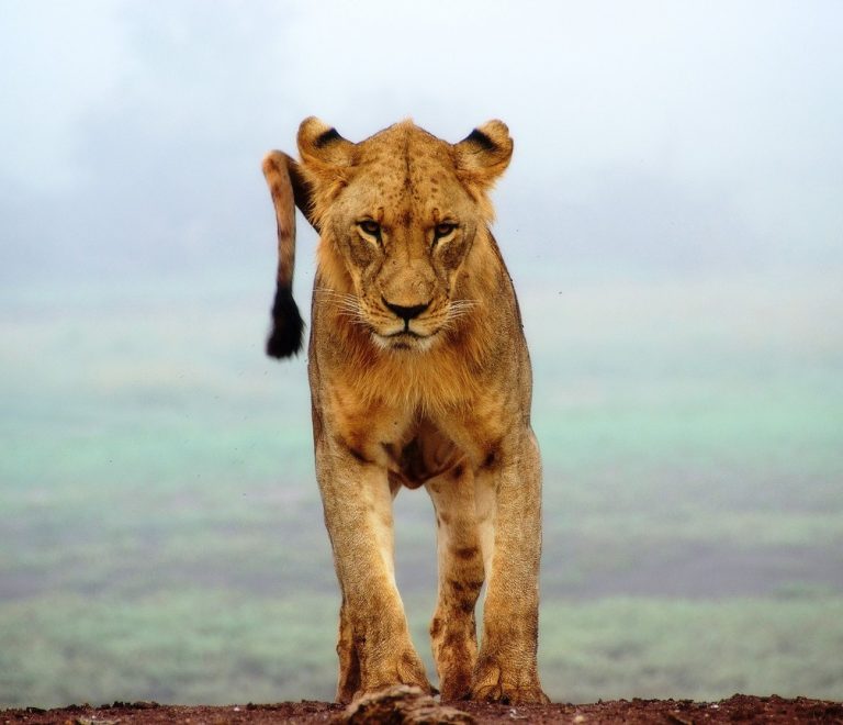 A lioness and two cubs resting in golden savanna grass with acacia trees in the background