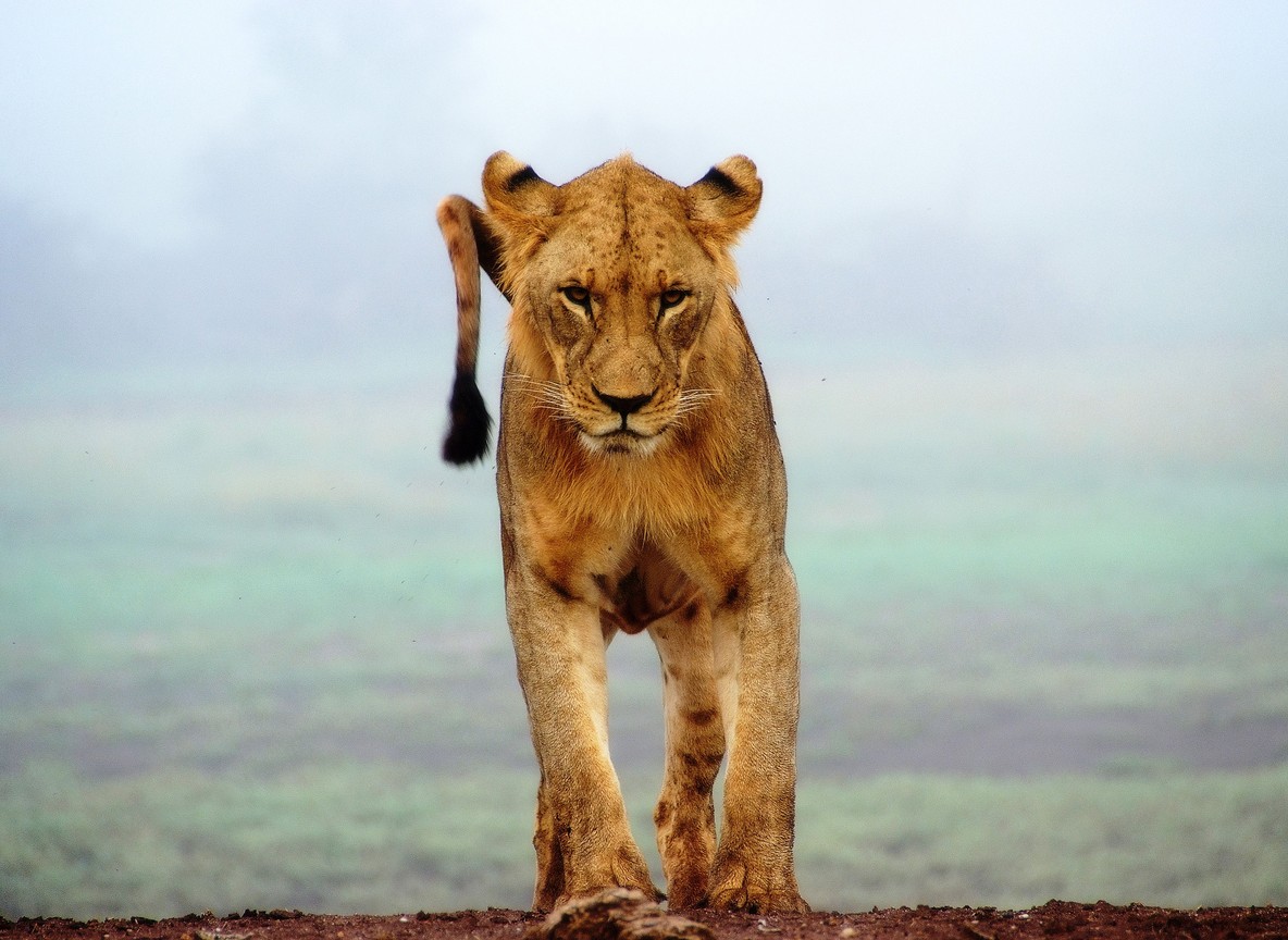 A lioness and two cubs resting in golden savanna grass with acacia trees in the background
