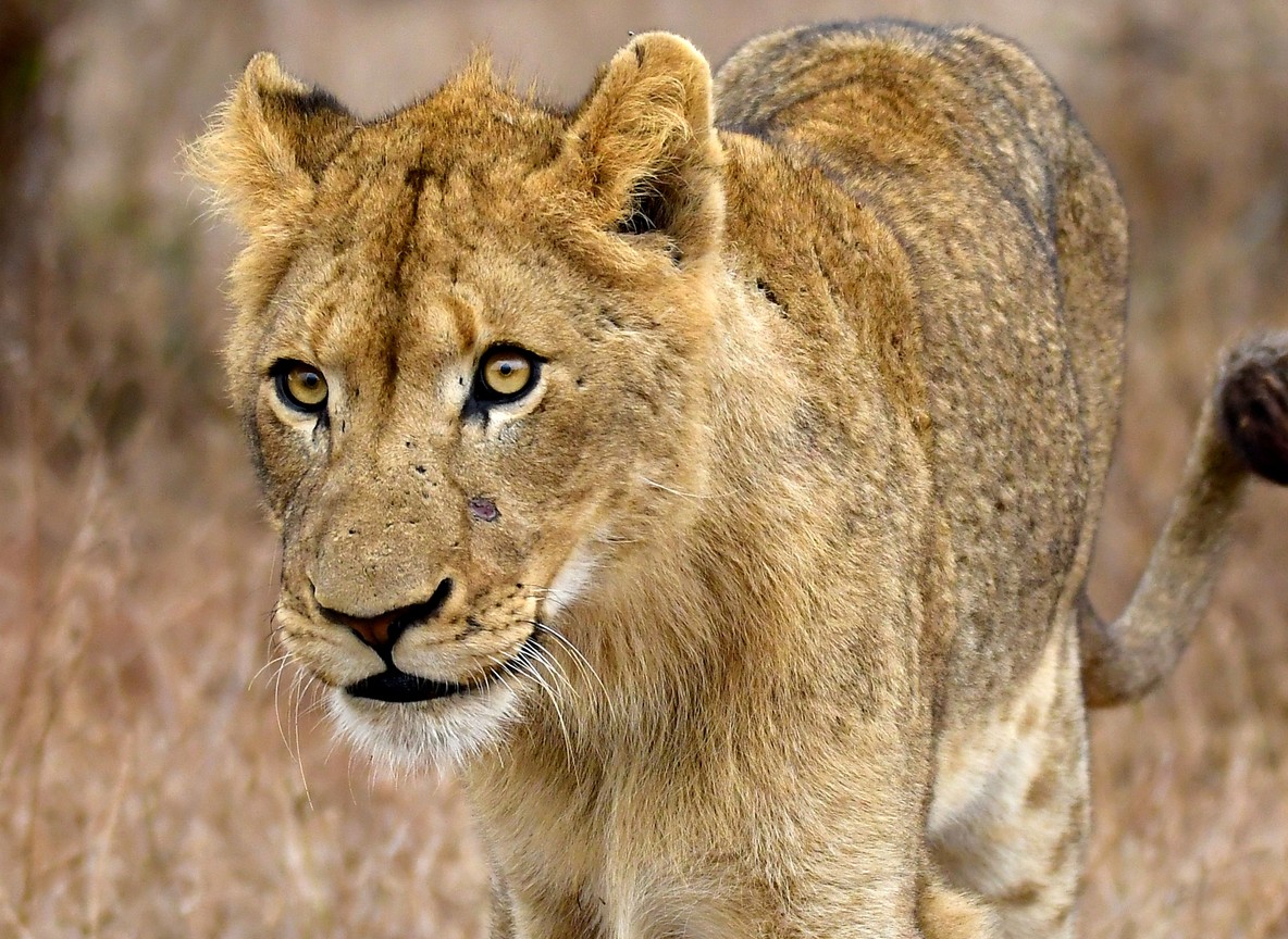 A male lion coalition walking along a dirt track at sunrise in a Kenyan savanna landscape