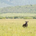 Kenya Luxury Safaris 2026