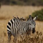 Kenya Luxury Safaris Experiences Camps Booking Guide
