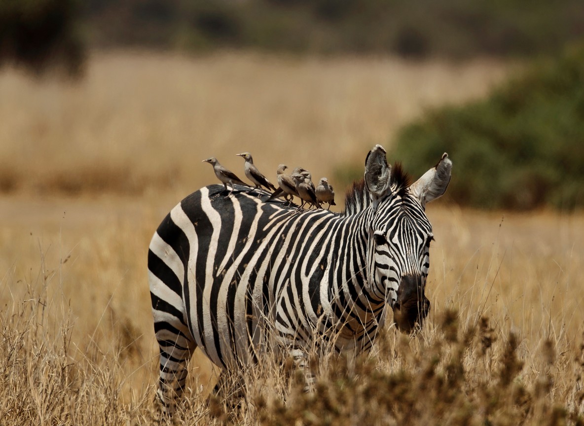 Kenya Luxury Safaris Experiences Camps Booking Guide