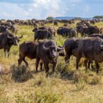 Kenya Migration Safari Planning Checklist
