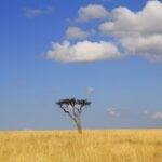 Kenya Multi Park Vs Single Park Safari
