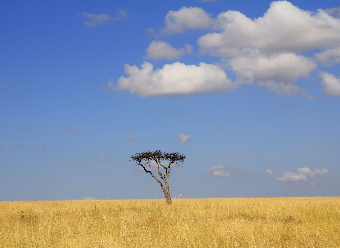 Kenya Multi Park Vs Single Park Safari