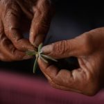 Close-up of hands holding a small tree seedling ready for planting, part of Kenya's One Tourist One Tree reforestation campaign