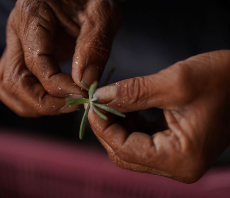 Close-up of hands holding a small tree seedling ready for planting, part of Kenya's One Tourist One Tree reforestation campaign