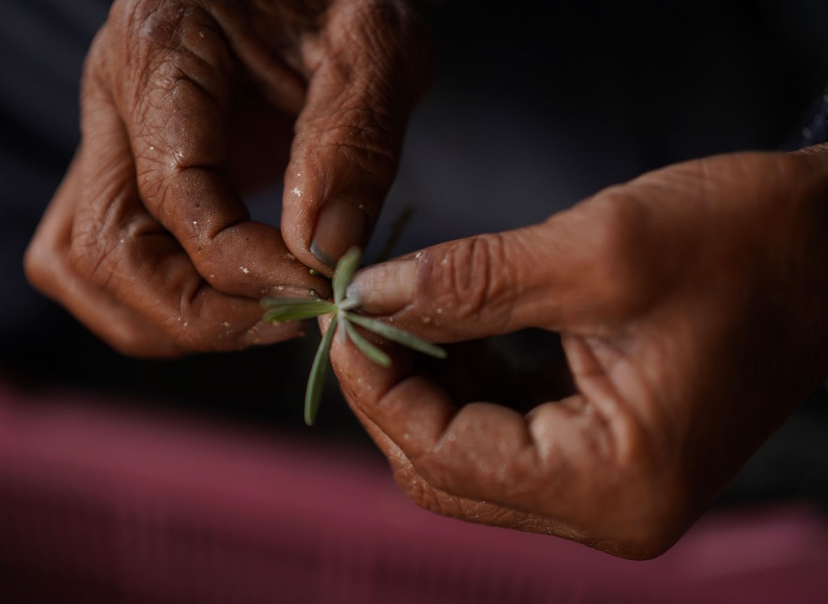 Close-up of hands holding a small tree seedling ready for planting, part of Kenya's One Tourist One Tree reforestation campaign