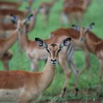 A herd of impala on open grassland inside a Kenyan national park, daylight