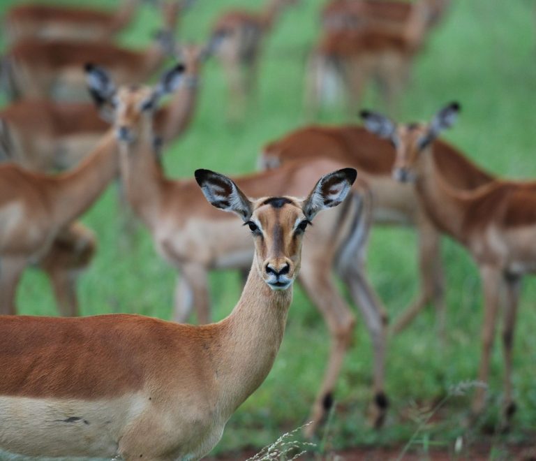 A herd of impala on open grassland inside a Kenyan national park, daylight