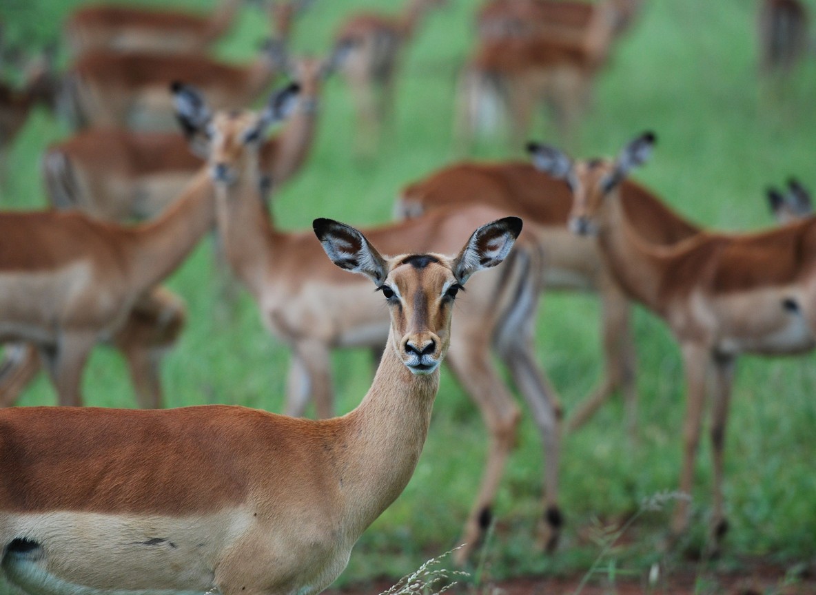 A herd of impala on open grassland inside a Kenyan national park, daylight