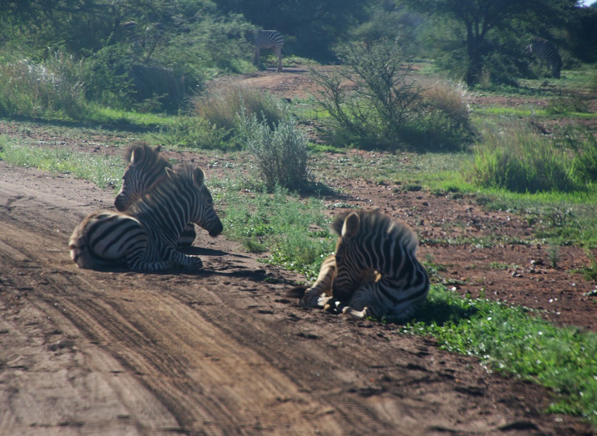 Zebras resting beside a red dirt safari track inside a Kenyan national park