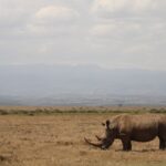 Kenya Rhino Sanctuaries