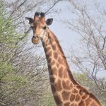 a reticulated giraffe browsing acacia scrub on the semi-arid plains of Samburu National Reserve, warm daylight