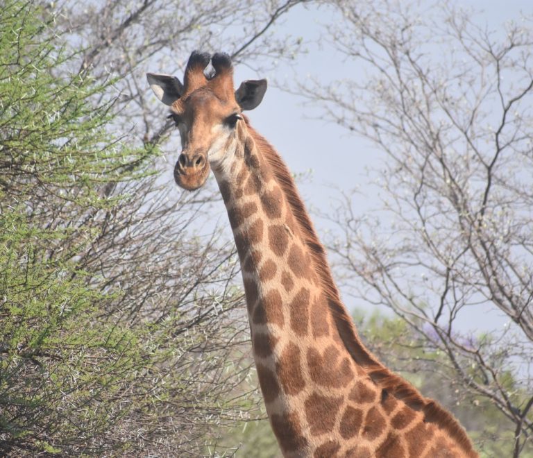 a reticulated giraffe browsing acacia scrub on the semi-arid plains of Samburu National Reserve, warm daylight