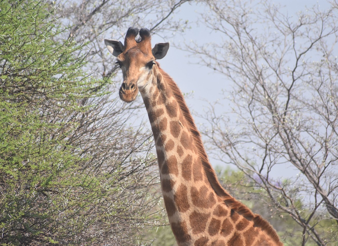 a reticulated giraffe browsing acacia scrub on the semi-arid plains of Samburu National Reserve, warm daylight