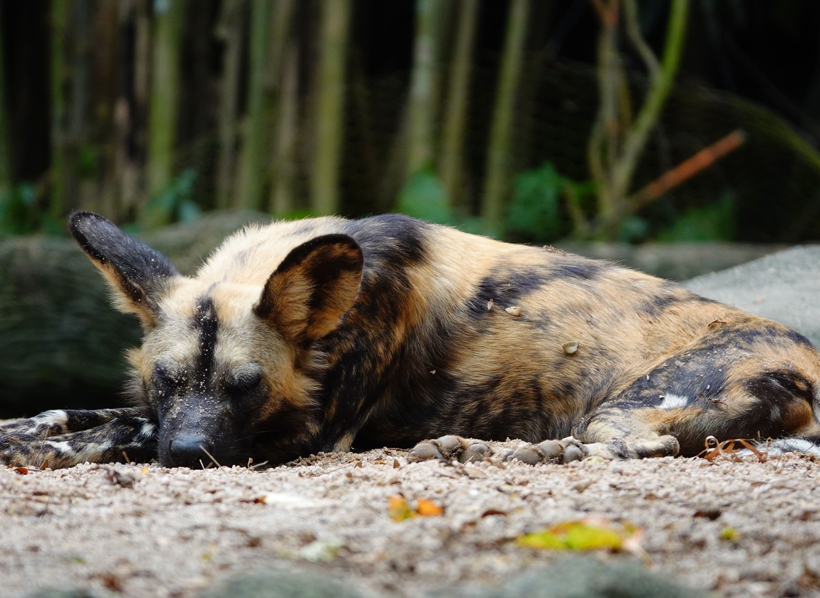 an African wild dog pack resting on open grassland in a Laikipia conservancy, soft morning light