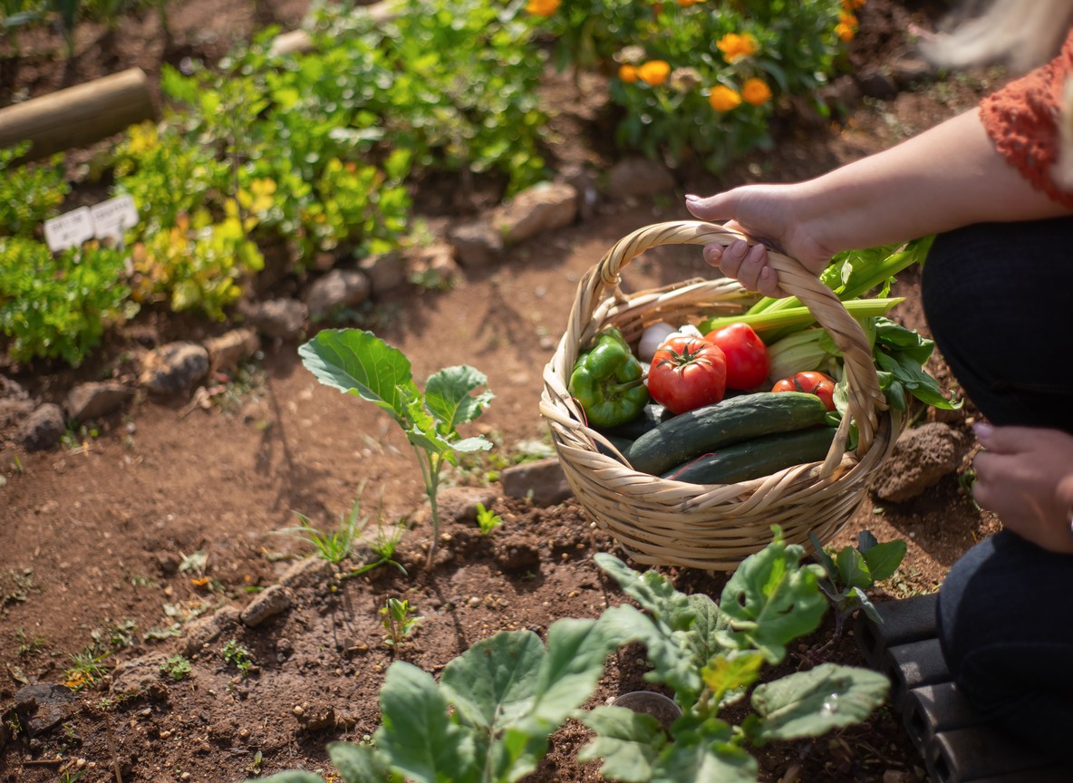 Close-up of fresh vegetables being harvested from a kitchen garden at a Kenya safari camp