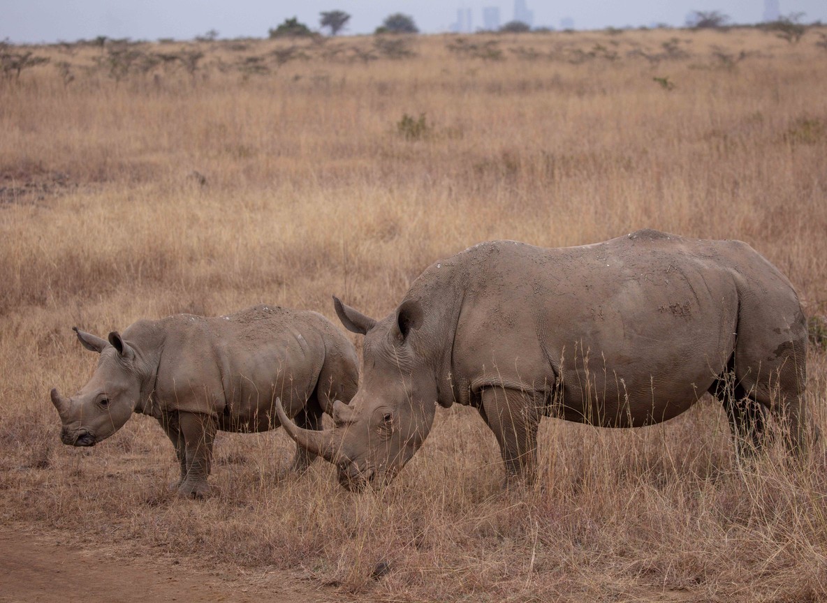 A safari vehicle on an open grassland trail in Kenya with wildlife grazing in the distance, calm and ordinary despite outbreak headlines
