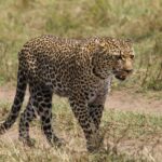 Kenya Safari Fuel Surcharge Guide