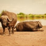 Kenya Safari Health Guide