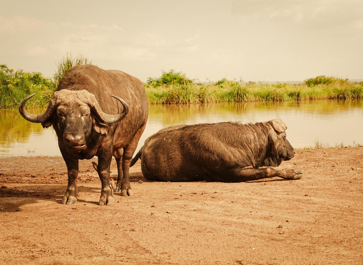 Kenya Safari Health Guide
