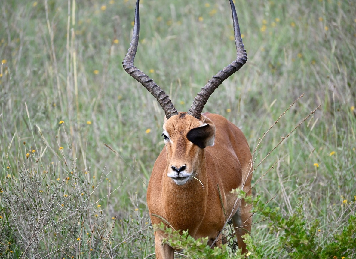 Kenya Safari Health Guide