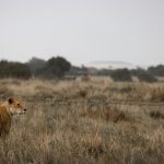 A lioness watches over open grassland in the Maasai Mara with a safari vehicle visible in the distance
