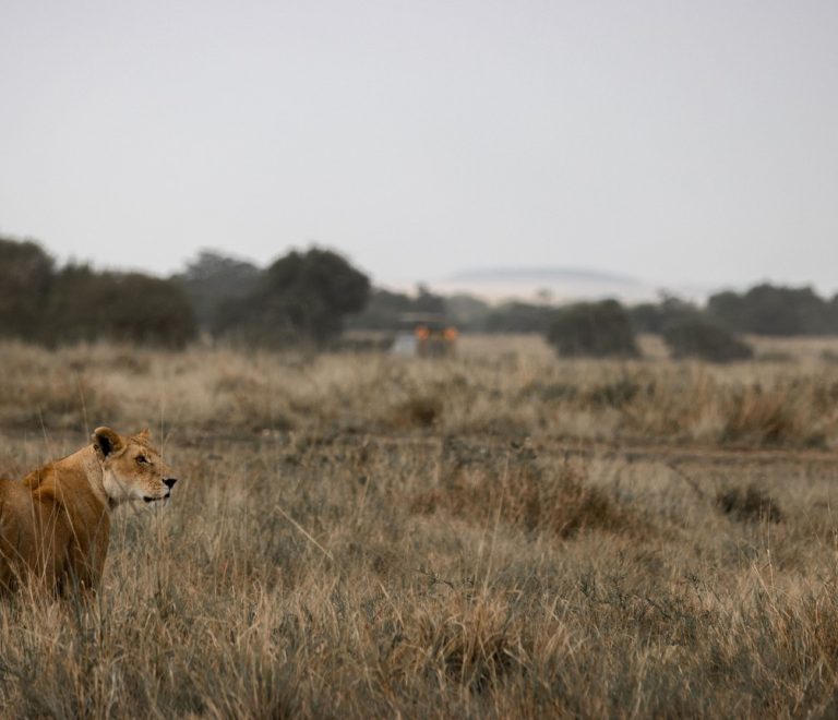 A lioness watches over open grassland in the Maasai Mara with a safari vehicle visible in the distance