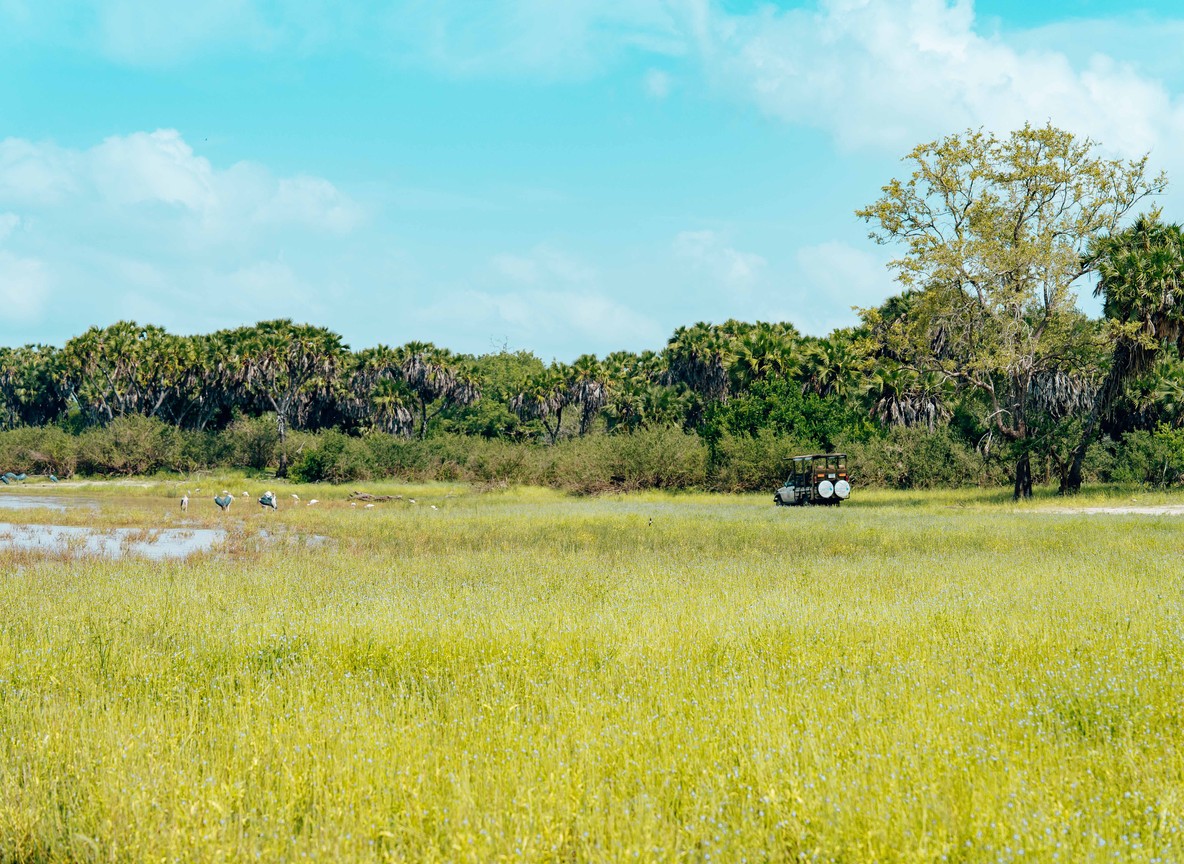 An open-sided safari vehicle parked at the edge of a grassy wetland with wading birds nearby