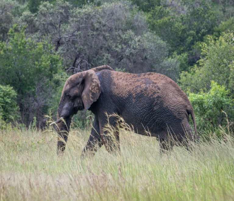 A safari photographer with a long lens photographing elephants from a safari vehicle in Amboseli National Park with Mount Kilimanjaro in the background