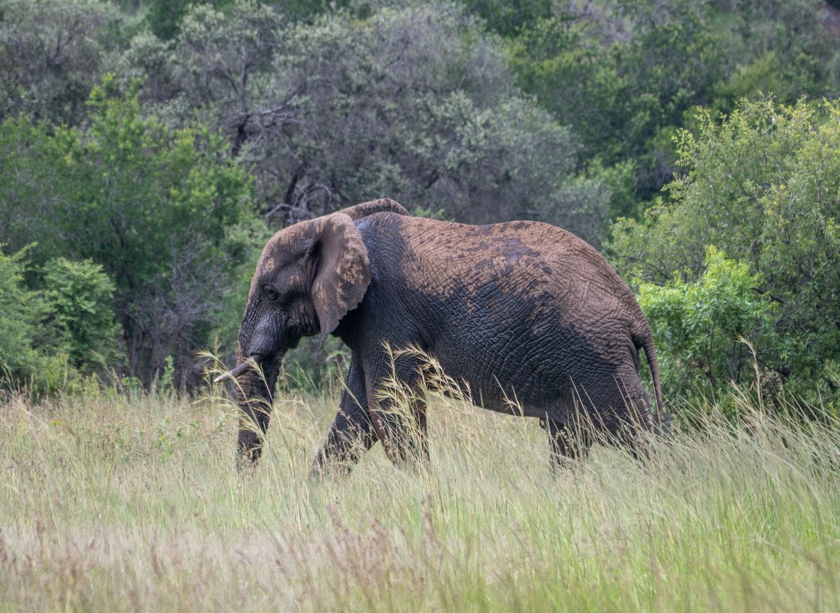 A safari photographer with a long lens photographing elephants from a safari vehicle in Amboseli National Park with Mount Kilimanjaro in the background