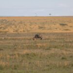 Kenya Safari Playlist