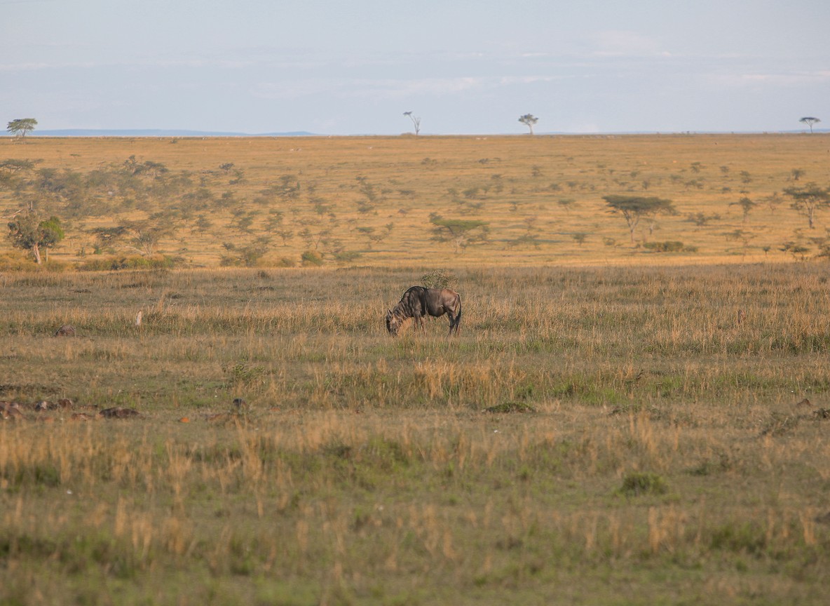 Kenya Safari Playlist