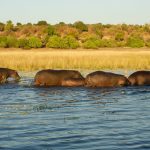 Hippos wading through a Rift Valley floodplain at golden hour, the kind of wildlife encounter rally spectators added to their Naivasha trip