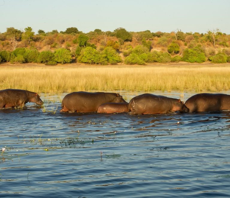 Hippos wading through a Rift Valley floodplain at golden hour, the kind of wildlife encounter rally spectators added to their Naivasha trip