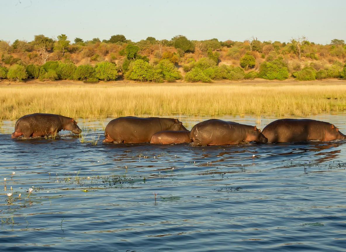 Hippos wading through a Rift Valley floodplain at golden hour, the kind of wildlife encounter rally spectators added to their Naivasha trip
