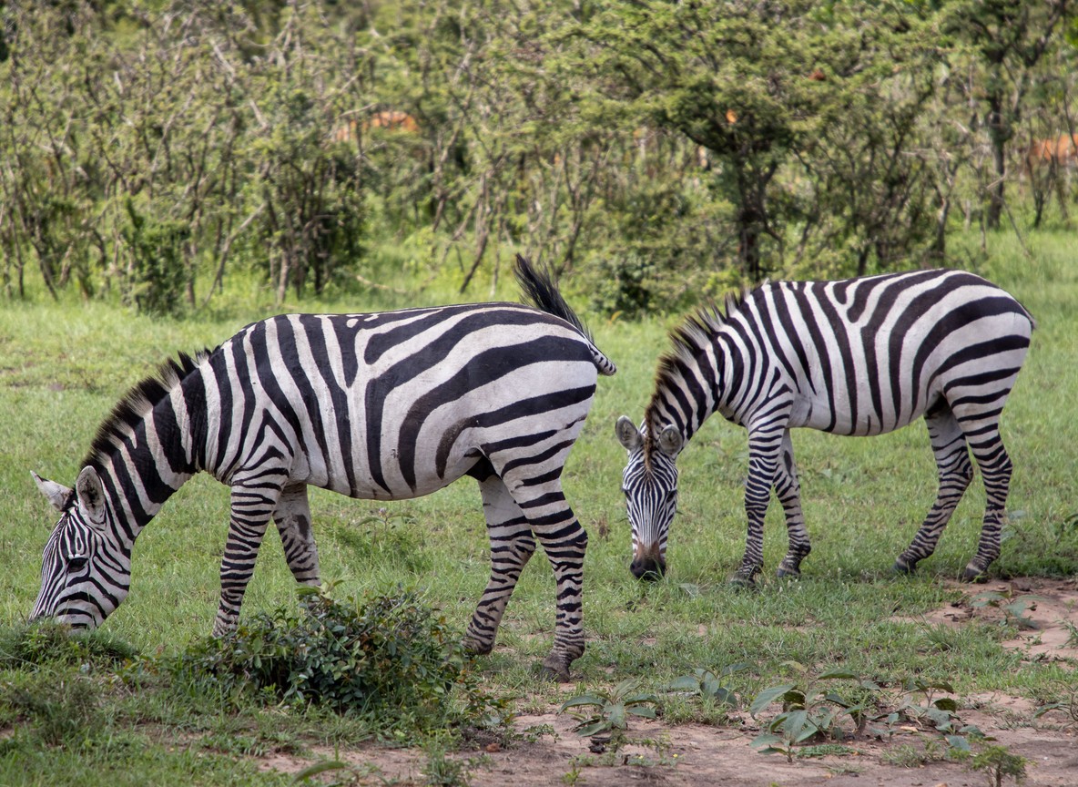 Zebra grazing on Rift Valley grassland, plains game typical of the Naivasha area rally spectators can see on a day-trip