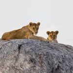 A returning safari guest greeted warmly by camp staff on the deck of a tented camp overlooking the Maasai Mara
